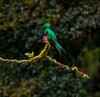 Bunter Vogel sitzt in Wald auf Ast