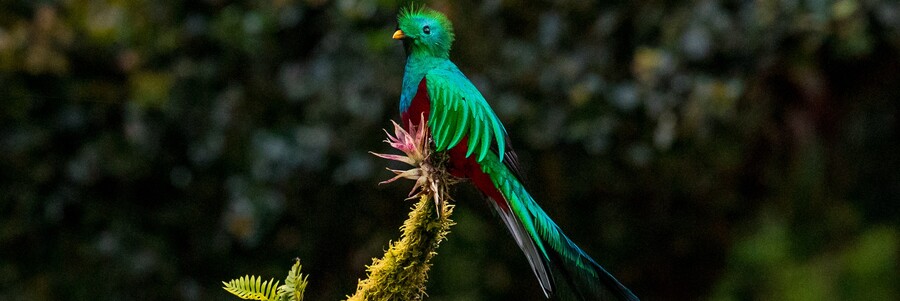 Bunter Vogel sitzt in Wald auf Ast