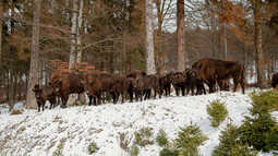 Wisentherde im Schnee