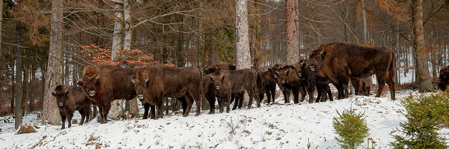 Wisentherde im Schnee