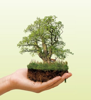 Baum pflanzen