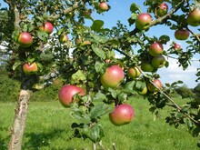 Äpfel hängen an prall mit Obst bewachsenem Ast