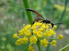 Eine Gichtwespe sitzt auf gelben Blüten
