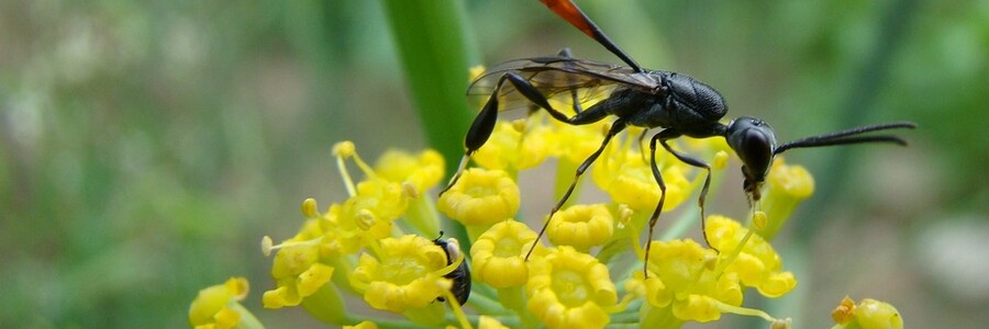 Eine Gichtwespe sitzt auf gelben Blüten