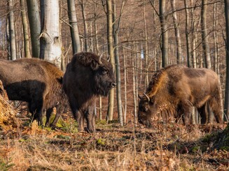 Drei Wisente stehen in der Sonne im Wald und grasen