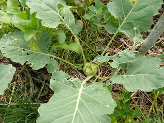 Kleiner Kohlrabi mit großen Blättern wächst auf Acker