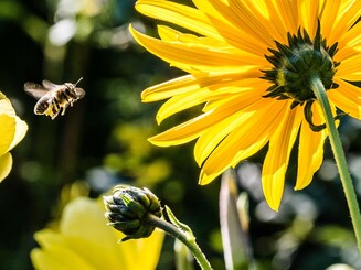 Biene fliegt auf gelbe Blüte
