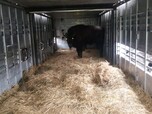 Wisentbulle steht in LKW zum Transport nach Rumänien zur Auswilderung