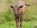 Kleines Wisentkalb steht auf Wiese