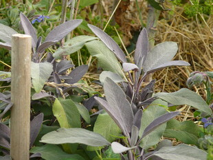 Salbei wächst in einer Gartenparzelle