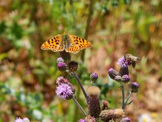 Perlmuttfalter sitzt auf lila Ackerkratzdistel auf einer Wiese