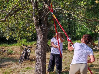 Alter Streuobstbaum wird beschnitten