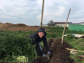 Grüner Spargel wird auf einen Acker gepflanzt