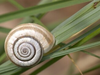 Schnecke auf Grashalm