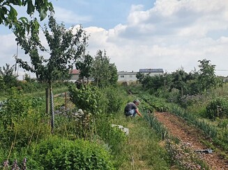 Dicht bewachsene Dynamische Agroforst Baumreihe