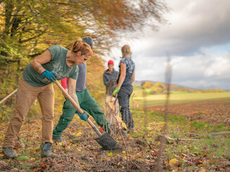 An Rande eines Ackers werden Bäume für einen Waldsaum gepflanzt