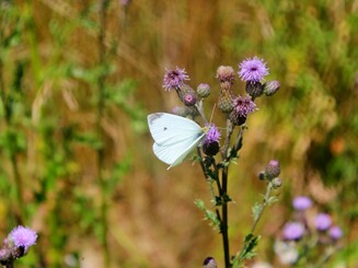 Weißer Schmetterling sitzt auf lila Ackerkratzdistel auf einer Wiese