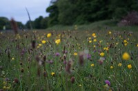 Wildblumenwiese am Waldrand