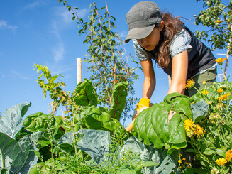 Eine junge Frau erntet Gemüse auf einem Dynamischen Agroforstacker der Naturschutzorganisation Naturefund in Wiesbaden