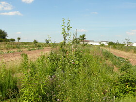 Dynamische Agroforst-Parzelle in Wiesbaden