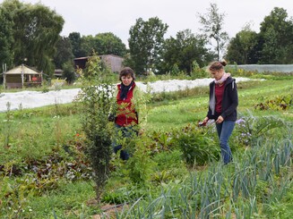 Mitglieder der Solawi auf dem Hof Breit betrachten und pflegen eine Dynamische Agroforst Reihe