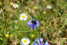 Kornblume mit Gast