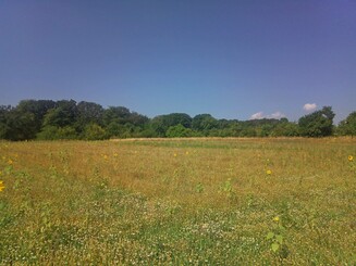 Sonnenblumen auf einem Feld