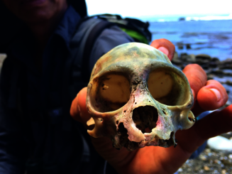 Mann hält kleinen Totenkopf eines Tieres in der Hand