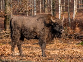 Wisent steht im Wald