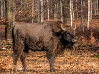 Wisent steht im Wald