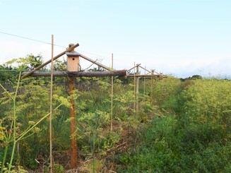 Kiwipflanzen welche sich an Holzgerüsten hochranken