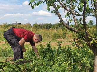 Mann rupft Unkraut vor dicht bewachsener Parzelle