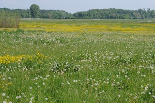 Blütenpracht