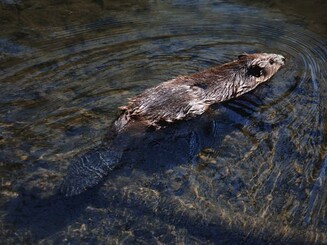 Biber schwimmt im Wasser 