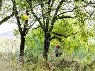 Streuobstwiese mit altem Baumbestand wird durch Pflegemaßnahmen von der Naturschutzorganisation Naturefund am Leben erhalten
