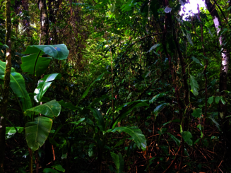 Unterwuchs eines dichten Regenwalds in Costa Rica