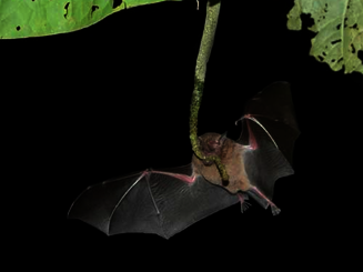Fledermaus fliegt bei Nacht