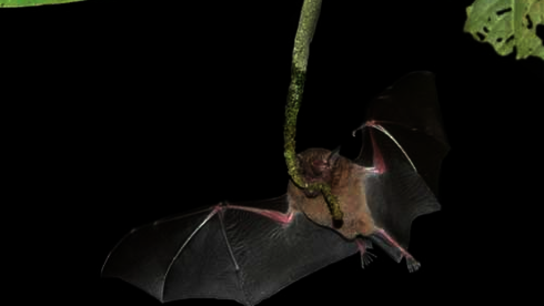 Fledermaus fliegt bei Nacht