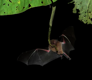 Fledermaus