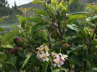 Bäume mit noch unreifen Früchten aus Nahaufnahme