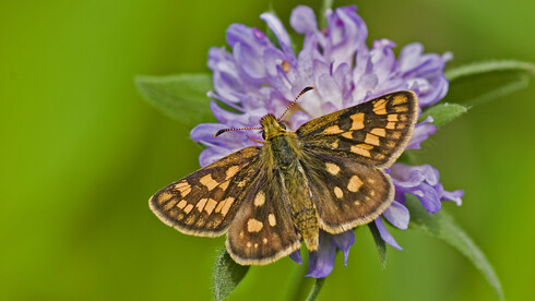 Schmetterling auf lila Blüte