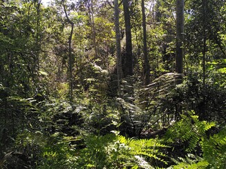 Mitten im Regenwald von Ankafobe