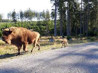 Wisentkalb rennt seiner Mutter hinterher