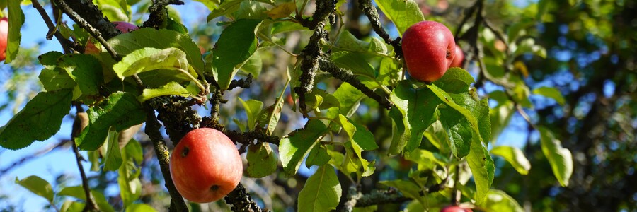Äpfel hängen an einem Baum auf einer Streuobstwiese in Wiesbaden