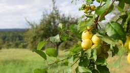 Grüne Äpfel hängen an einem Ast auf einer Streuobstwiese