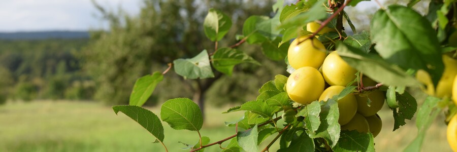Grüne Äpfel hängen an einem Ast auf einer Streuobstwiese