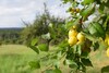 Grüne Äpfel hängen an einem Ast auf einer Streuobstwiese