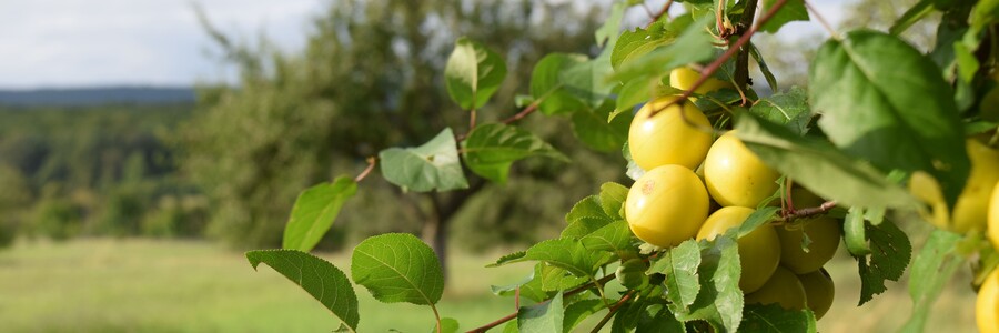 Grüne Äpfel hängen an einem Ast auf einer Streuobstwiese