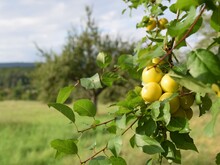 Grüne Äpfel hängen an einem Ast auf einer Streuobstwiese