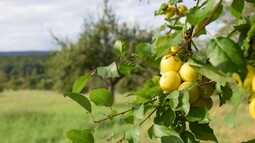 Grüne Äpfel hängen an einem Ast auf einer Streuobstwiese